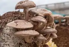 Mushroom Farming